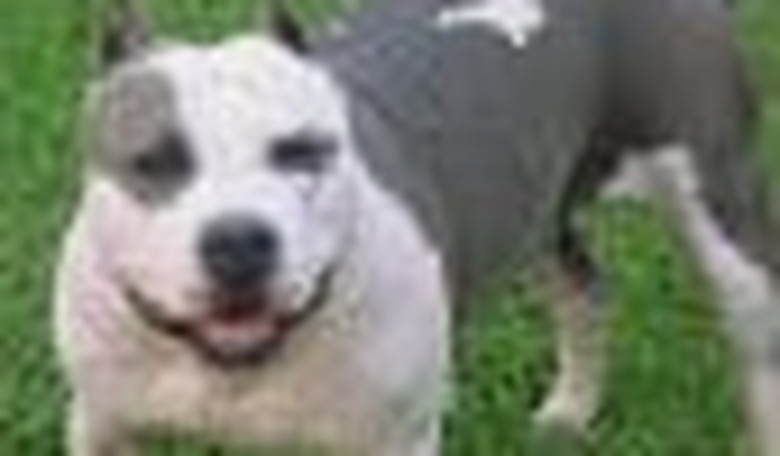 Pit Bulls Get a Bad Rap