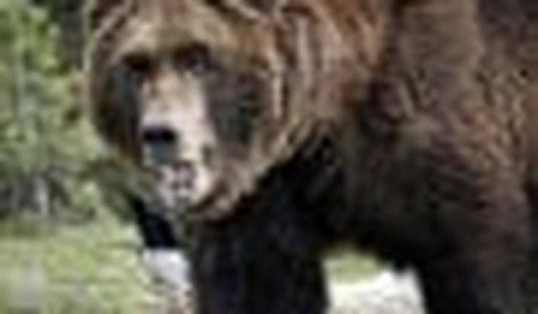Russian Bear Eats as Western World Sleeps