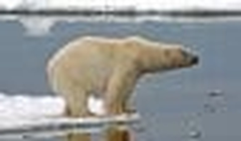 Rumors of the Death of Arctic Sea Ice Greatly Exaggerated