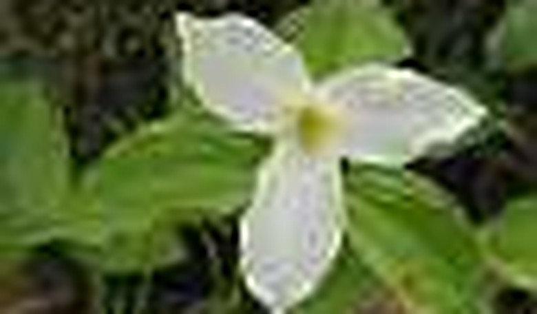 Finally, Spring Arrives in the Northwoods