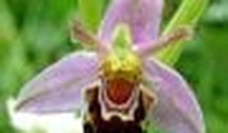 Obama: The Presidential Orchid