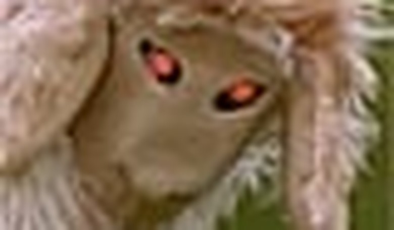 Mister President, We Cannot Afford a Demon Sheep Gap!