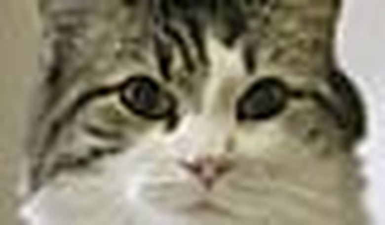Making the Rounds with Oscar the Cat
