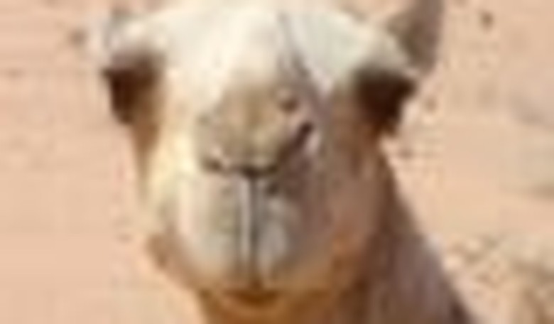 Coulter and the Camel