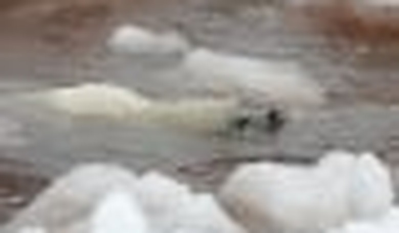 Canada’s Sin: The Seal Slaughter