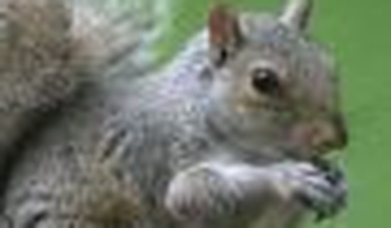 Is Dr. Doolittle Working with Mossad?