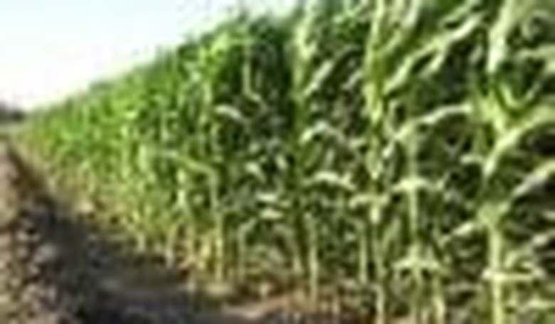 The Hidden Cost of Ethanol Subsidies