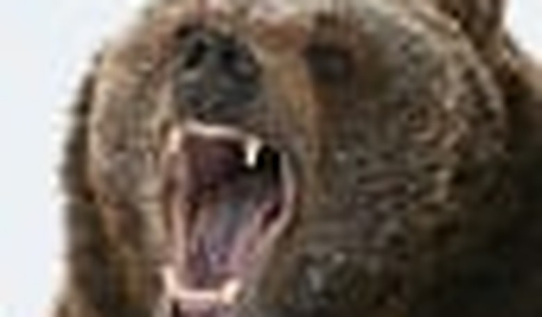 When Grizzly Bears Attack ...