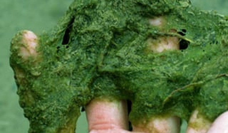Algae Fuel Gets Funding: USDA, Energy Dept. 'Invest' $62 Million