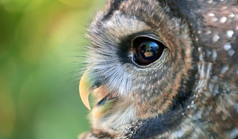 GOP Has Plan to Get Endangered Species Act Out of 'Litigation Driven' Mode