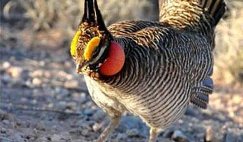 Administration Plays Chicken with Jobs and Energy