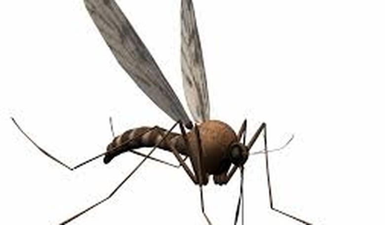 A Drone the Size of a Mosquito Buzzing Over Your Backyard?
