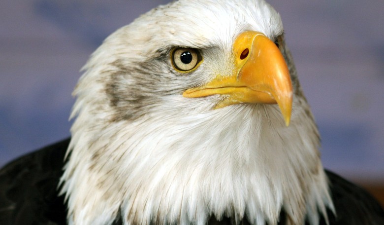 Rule Change a 'Federal Hunting License' to Let Wind Farms Kill Eagles