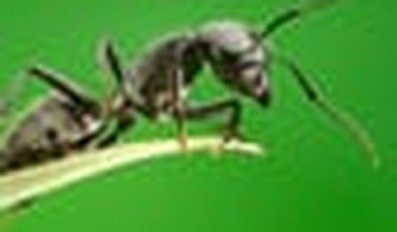 Video: Dinesh D'Souza on Ants vs. Termites in American Politics