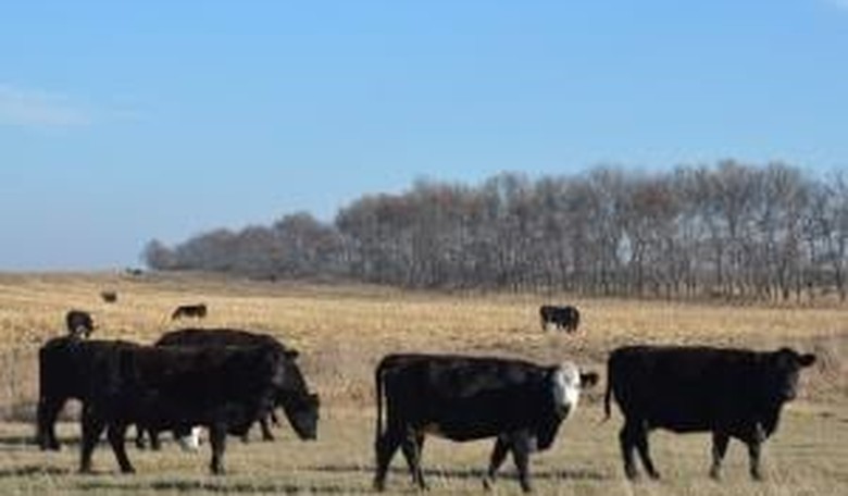 The Beef with Those Chinese Visas in South Dakota Senate Race