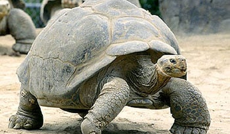 Is Slow Economic Growth the New Normal?