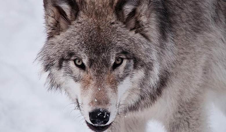 Why There Are No ISIS 'Lone Wolves'