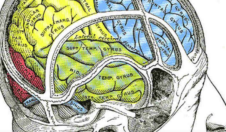 Neuroplasticity: Think and Grow Young?