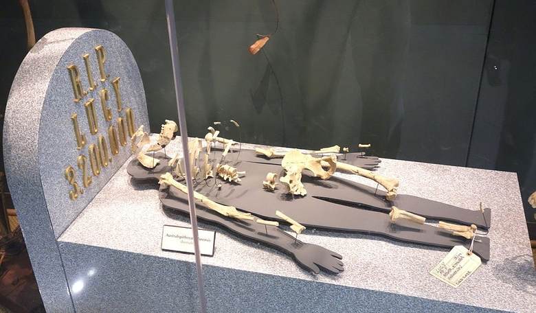 Creationist Group 'Answers in Genesis' Disputes 'Lucy' Ancestry Claim