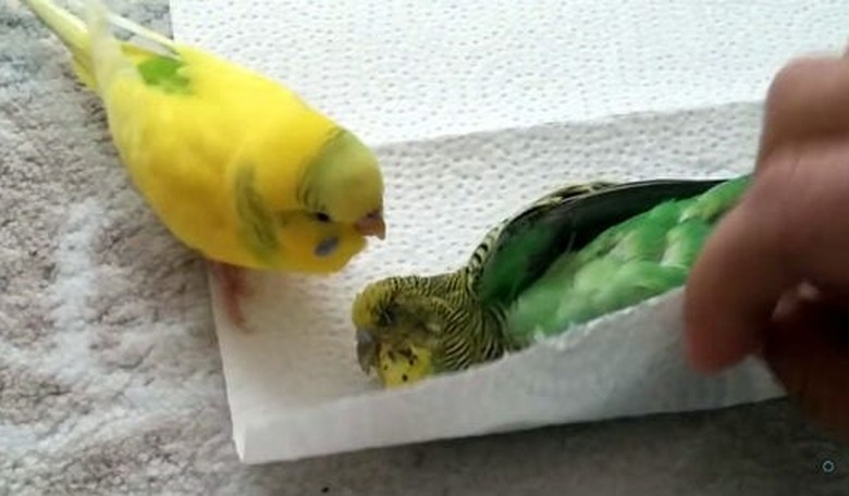 So Sad -- Parakeet Mourns the Loss of His Mate