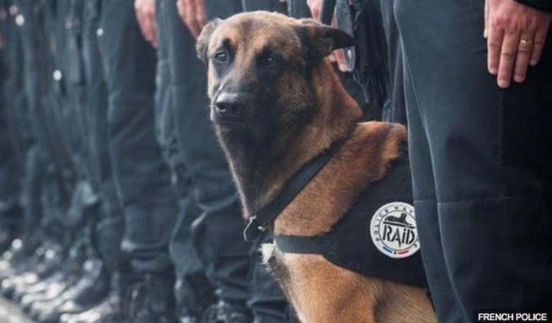 #JeSuisUnChien: Hero K9 Killed by Female Suicide Bomber in Paris