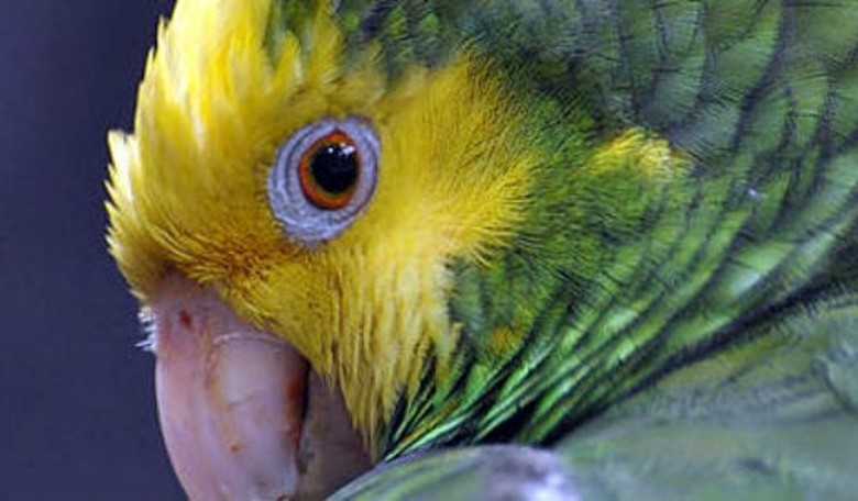 Parrots and Veterans Heal Each Other in Los Angeles