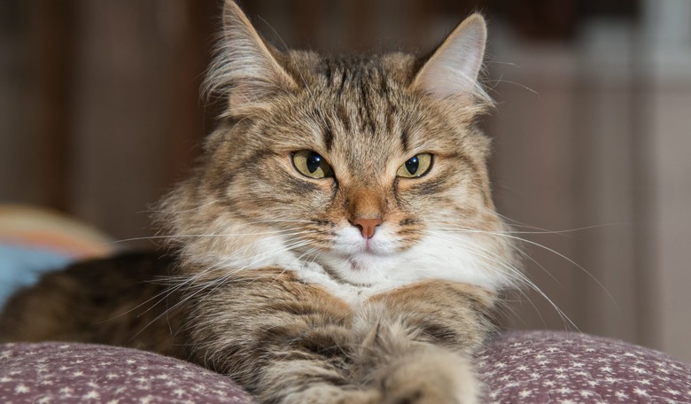 As if You Needed Another Reason to Hate Cats
