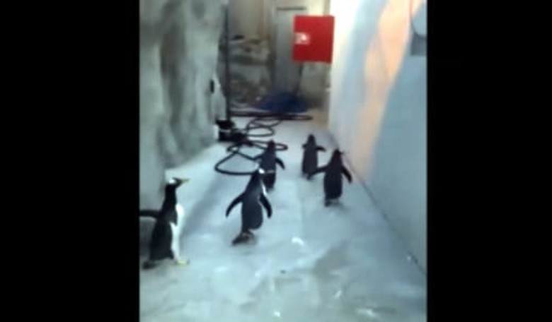 Penguins Make a Mad Dash to Escape a Danish Zoo