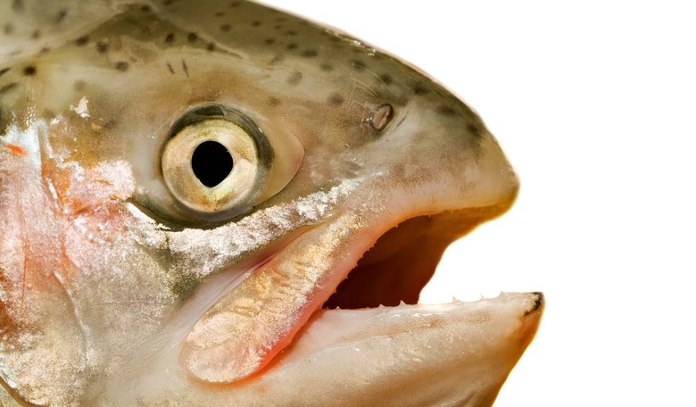 GMO Fish OK'd by the FDA