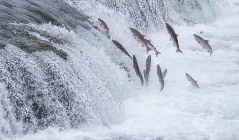 Rights of Spawning Salmon Could Trump Gold Miners’ Federal Guarantee