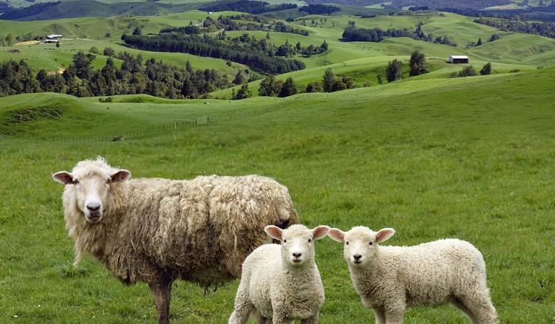 Travel Abroad Is Safe, Provided You Teleport Into Rural New Zealand