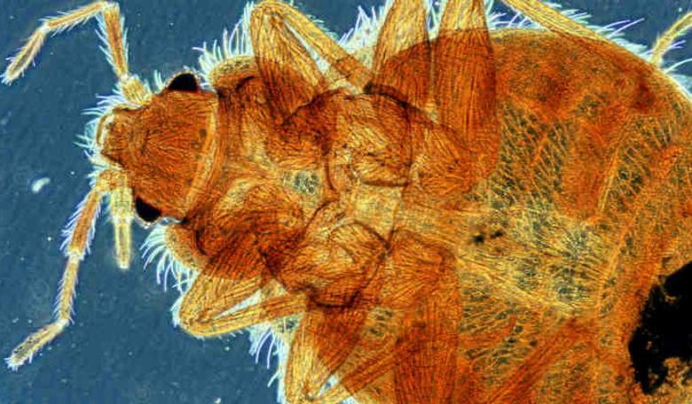 D.C. Elementary School With a History of Rodents and Bed Bugs Closes for Disinfecting