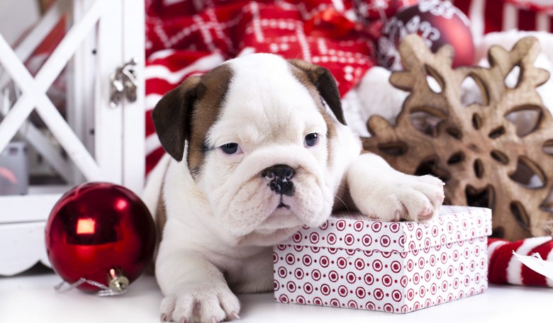 Maybe They Do Need That Puppy For Christmas After All