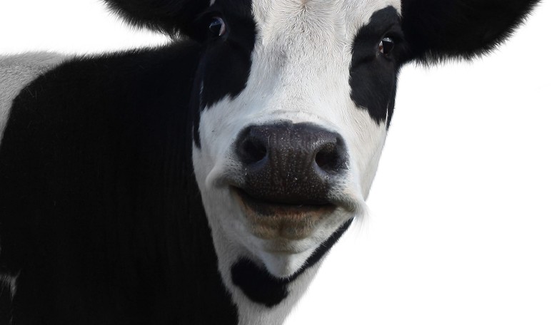 Vegan Sues Burger King Because Impossible Burgers Are Contaminated with Actual Meat