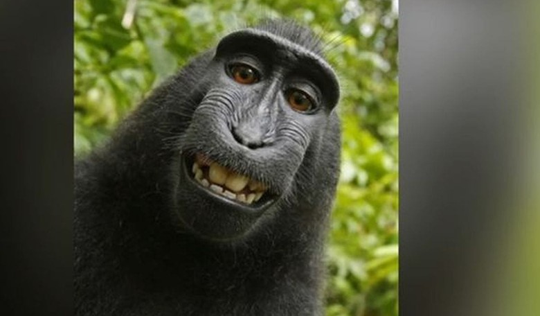 Relief: Monkey Can't Own Copyright to Selfie that Went Viral