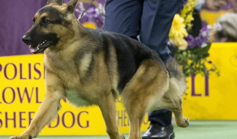 Westminster Kennel Club Will Reveal Top Dog Tonight