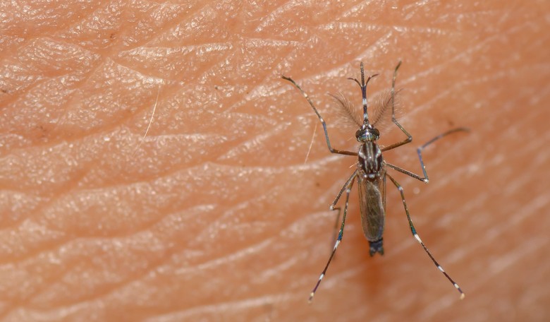 First Four Cases of U.S. Zika Transmission Linked to Small Area of Miami