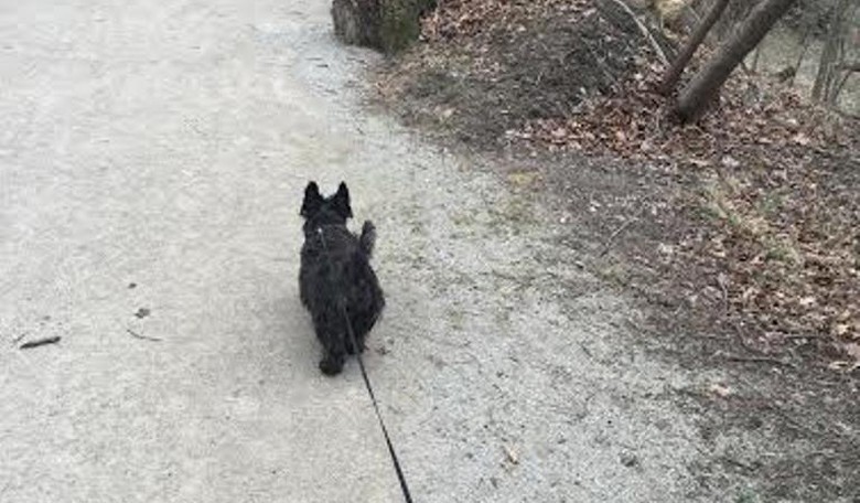 Please God, Say It Isn't So ... Our Beloved Pet Has Cancer