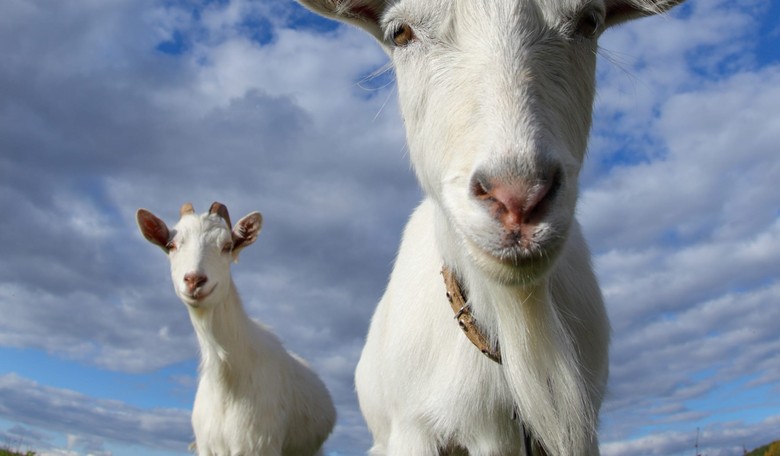 Who Knew Goats Could Be Fired?