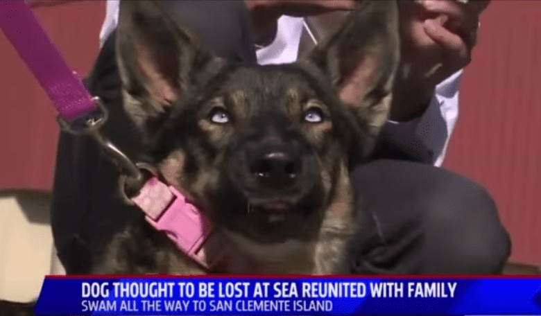 Brave Dog, Presumed Dead, Shows Up Alive a Month After Falling Overboard in Ocean