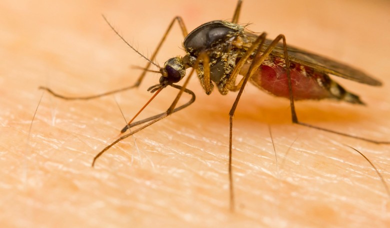 Zika Virus Plan in NY Includes 'Zika Protection Kits' for Pregnant Women