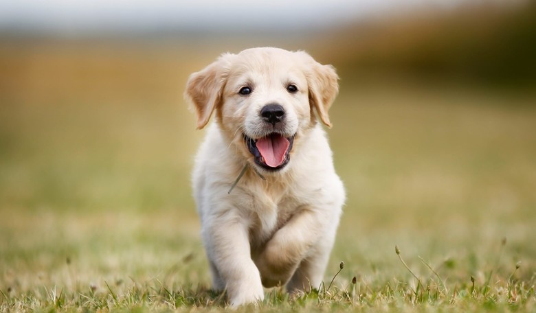 20 Cute Gifs of Puppies and Dogs