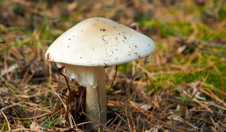 Not All Things Found in Nature Are Good for You