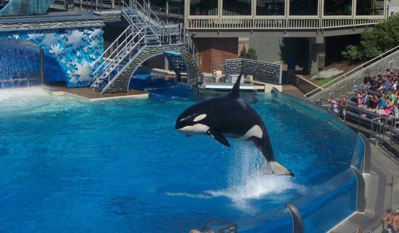 Sea World and Ringling Brothers Cave to Animal Rights Radicals