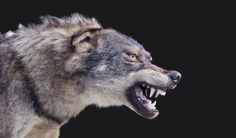 Wolfpack vs Bot