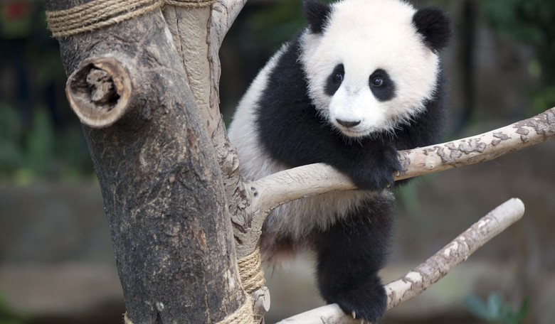 Malaysian Panda Finally Gets A Name!