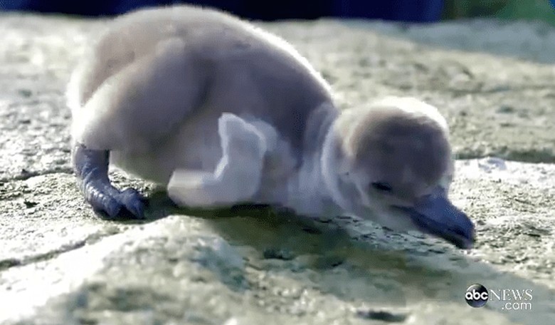 Daily Dose of Cute: Baby Penguins!!