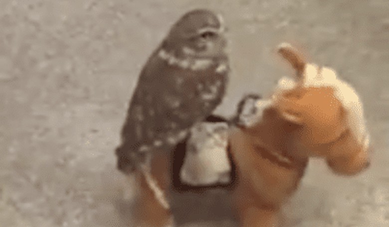 Daily Dose of Cute: Pet Owl Riding a Toy Horse...