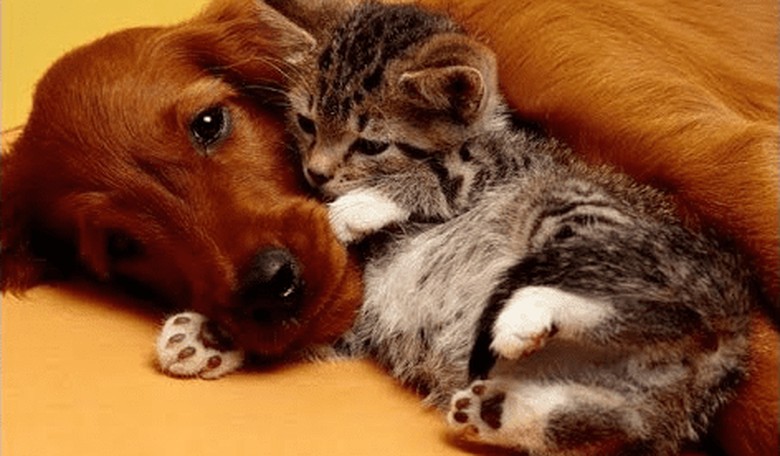 Does Bill Whittle Like Dogs or Cats More?