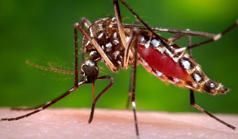 Everything You Need to Know About the Zika Virus!